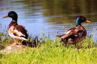 Photograher\PeterWillems: Two-male-ducks-3-[PW-NL]